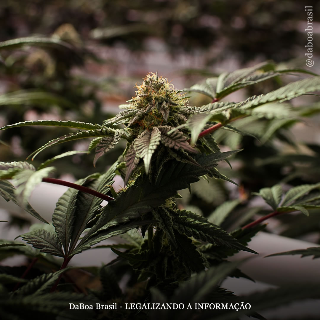 EUA: Colorado lança programa de equidade social para empresas canábicas