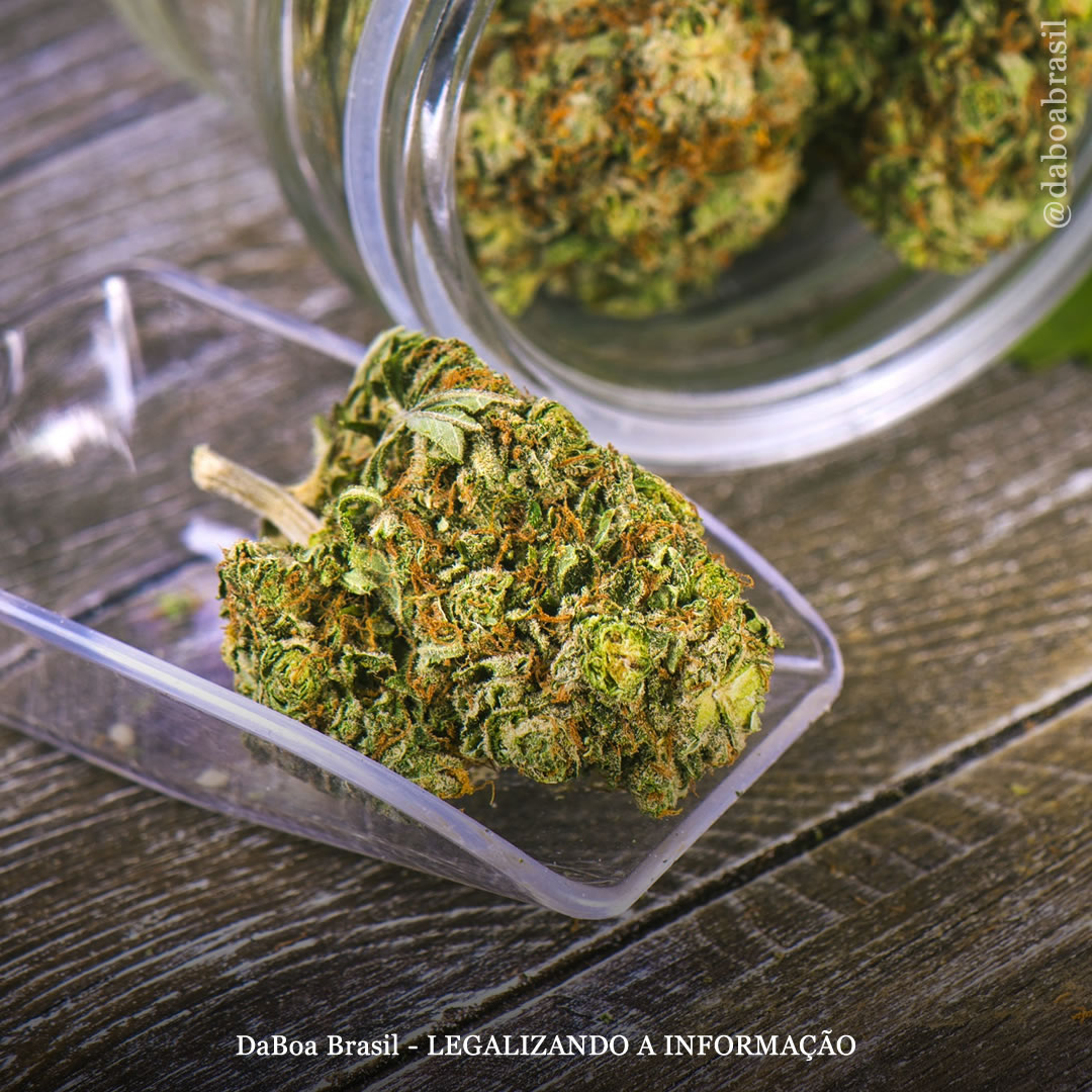 EUA: Michigan aprova primeiro local de consumo social e impostos da maconha serão destinados para escolas e transporte