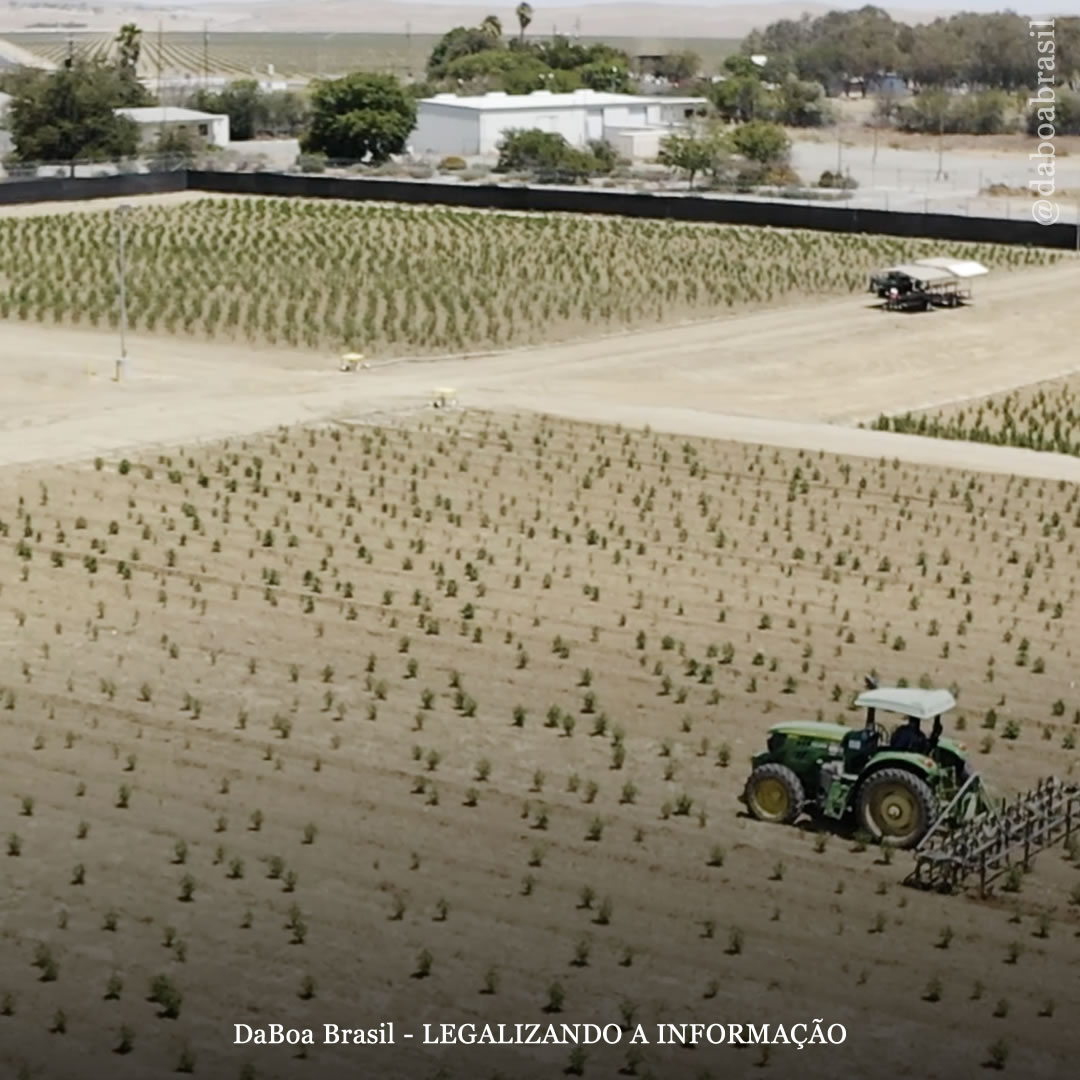 Empresa de Damian Marley está cultivando maconha legal em uma antiga prisão da Califórnia