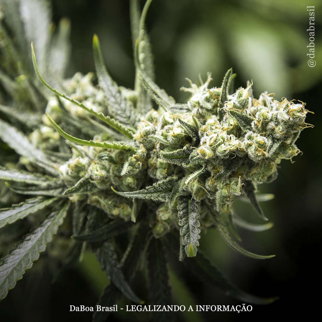 Qual é o TAC (total de canabinoides ativos) na maconha?