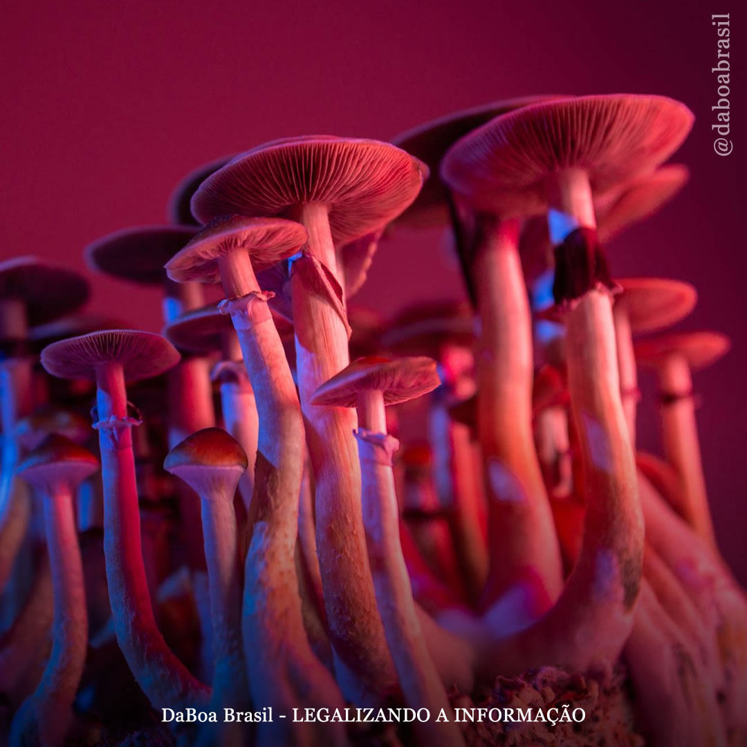 Um estudo compara os efeitos e a potência do LSD e da psilocibina