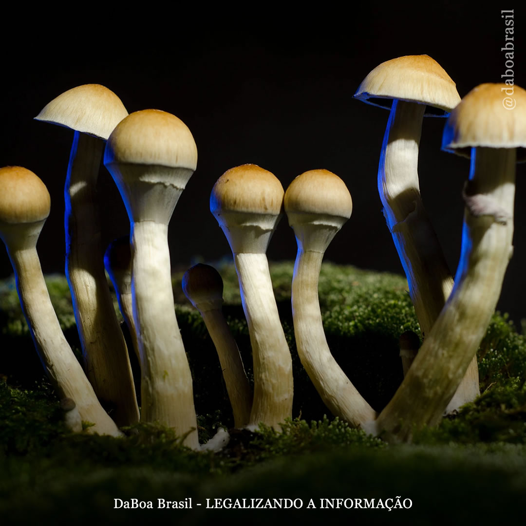 Cogumelos mágicos combatem a depressão melhor do que medicamentos convencionais, sugere estudo