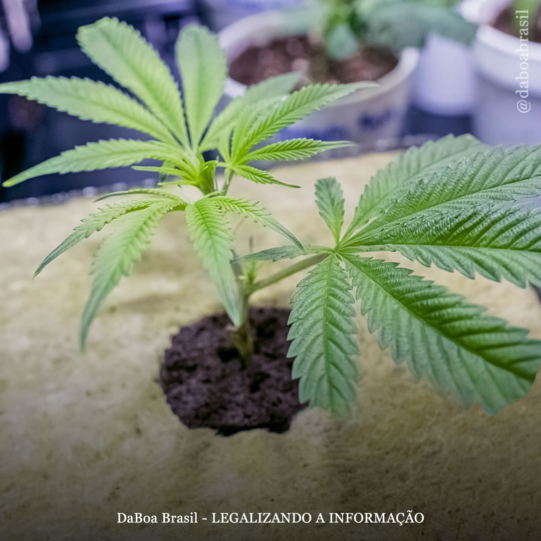 Dicas de cultivo: é possível fazer clones de variedades autoflorescentes?