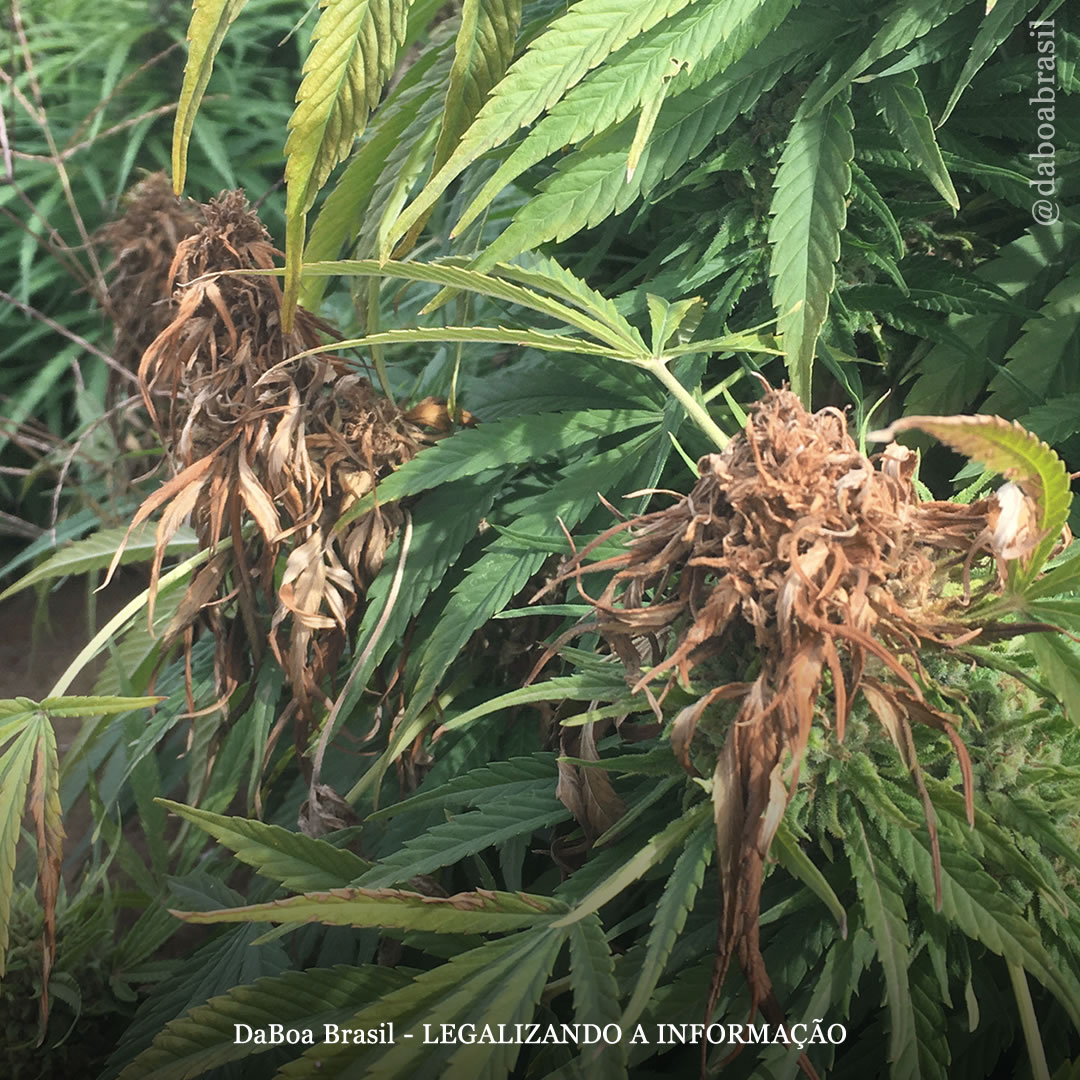 Dicas de cultivo: proteja suas plantas contra o fungo Botrytis