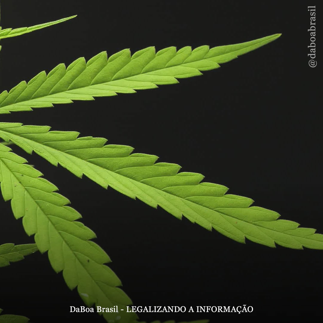 Encontro DaBoa Live 420 III Edição – Dia Internacional da Maconha