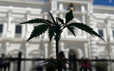 México: ativistas, indígenas e camponeses se unem para cultivar maconha