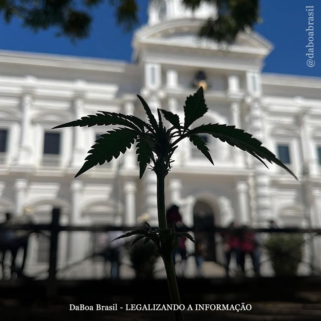 México: ativistas, indígenas e camponeses se unem para cultivar maconha