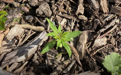 Nova Zelândia: plantas de maconha descobertas no jardim do Parlamento do país