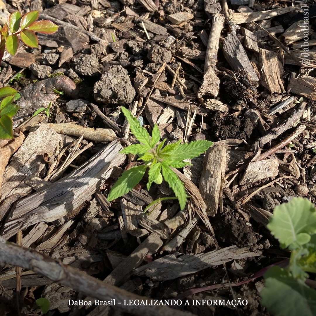 Nova Zelândia: plantas de maconha descobertas no jardim do Parlamento do país
