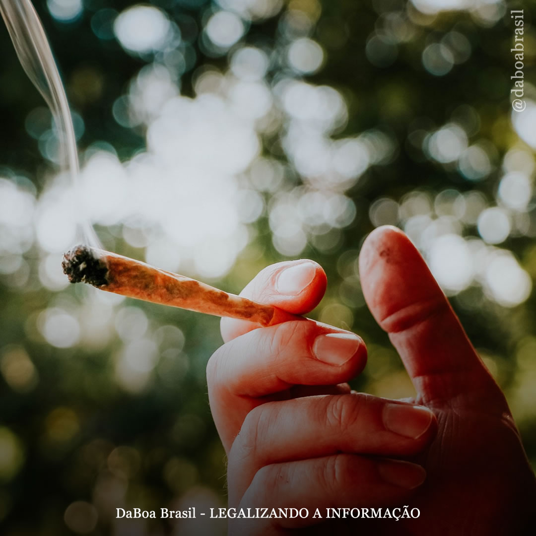 A legalização da maconha está ligada à diminuição do uso de álcool, nicotina e opioides, diz estudo