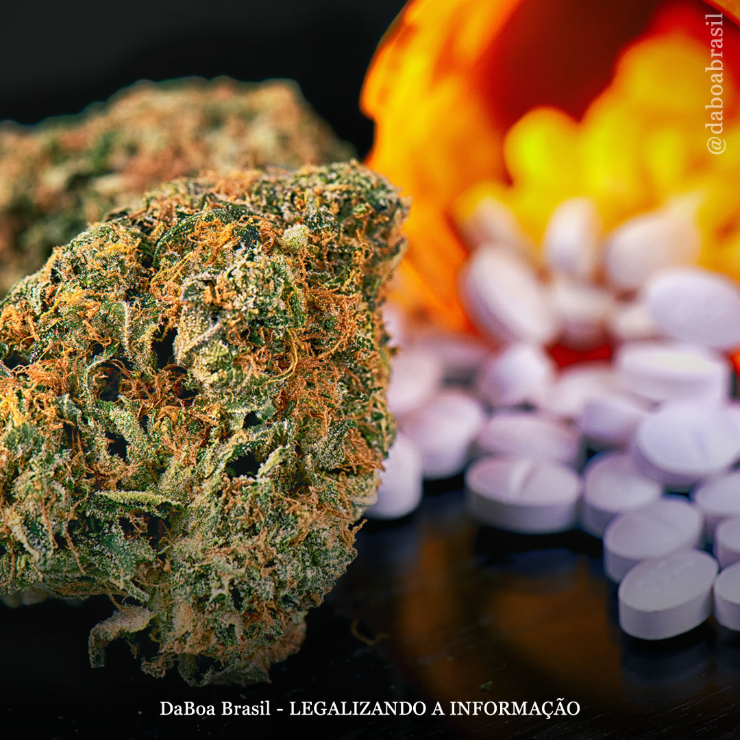 A legalização da maconha está ligada a reduções significativas no uso de medicamentos prescritos, diz pesquisa