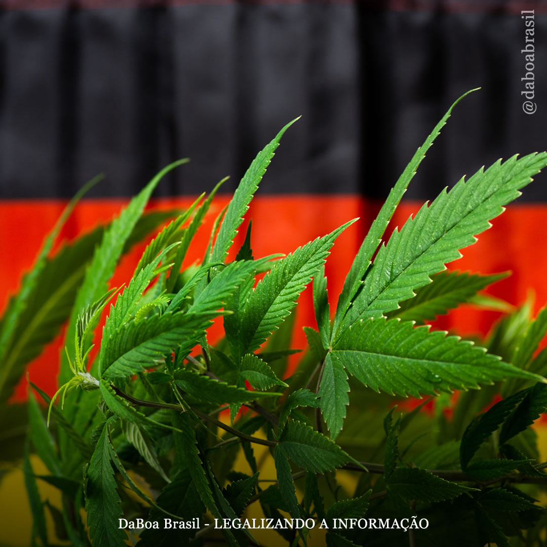 Alemanha inicia projeto de regulamentação da maconha