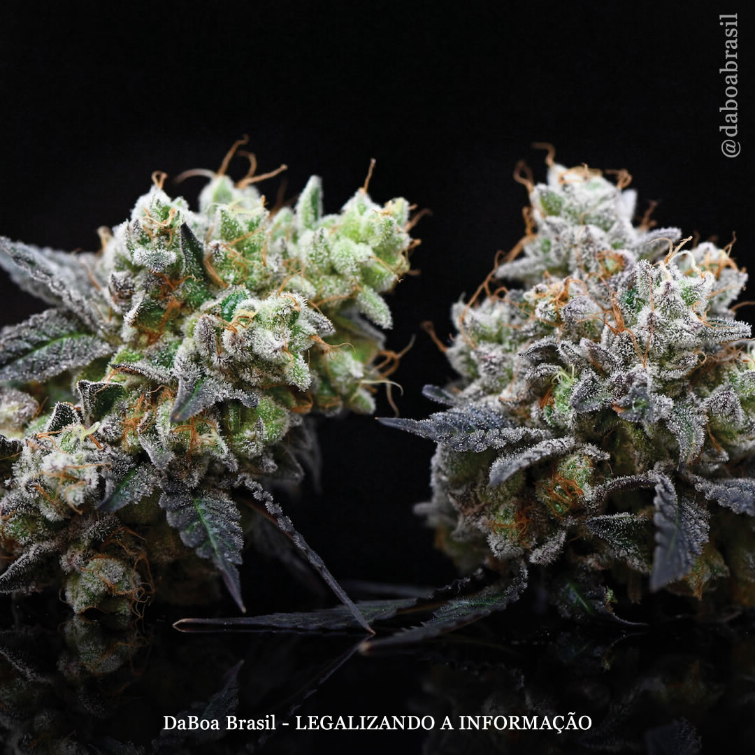 Canadá: mais de 50% dos pacientes com esclerose múltipla estão usando maconha, diz estudo