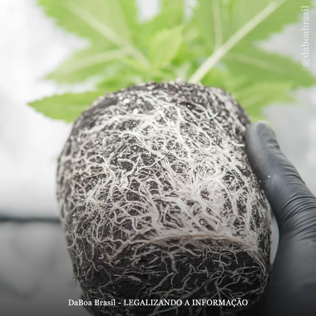 Dicas de cultivo: como podar as raízes de suas plantas de maconha