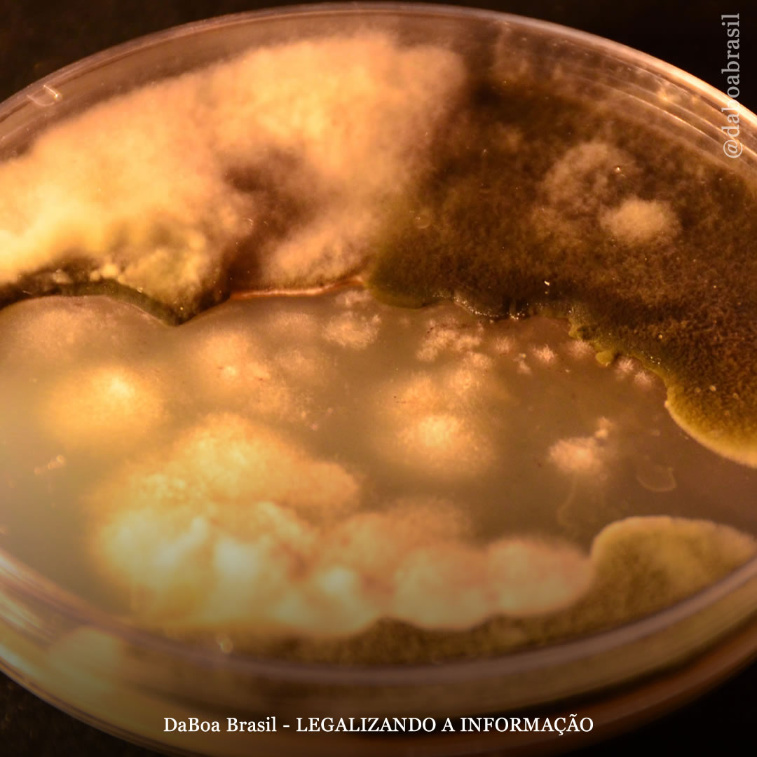 Dicas de cultivo: microrganismos benéficos – Trichodermas