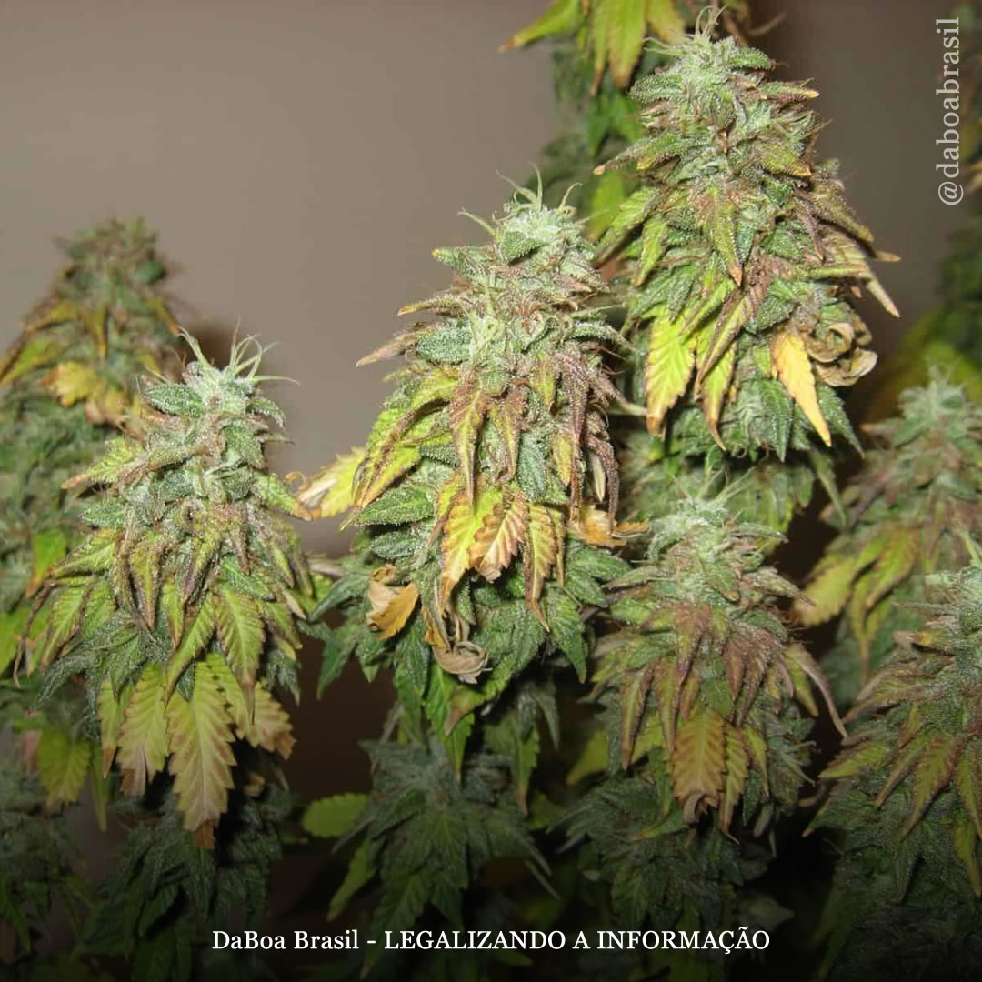 Dicas de cultivo: superfertilização em plantas de maconha, como detectar e resolver