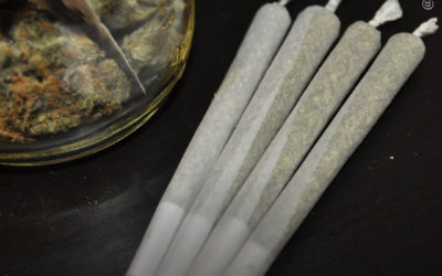 EUA: Empresa vende cigarros de maconha com sementes de flores silvestres dentro do filtro