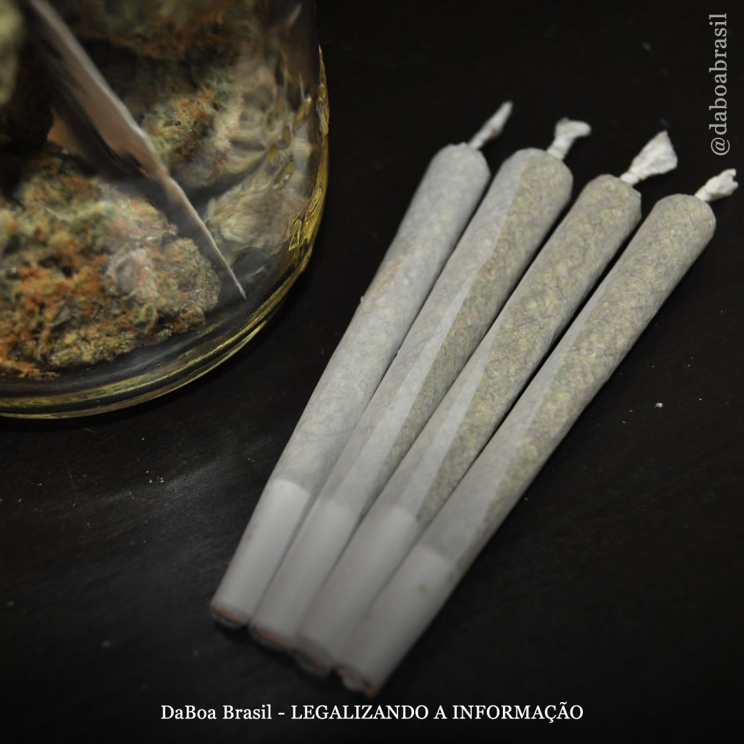 EUA: Empresa vende cigarros de maconha com sementes de flores silvestres dentro do filtro