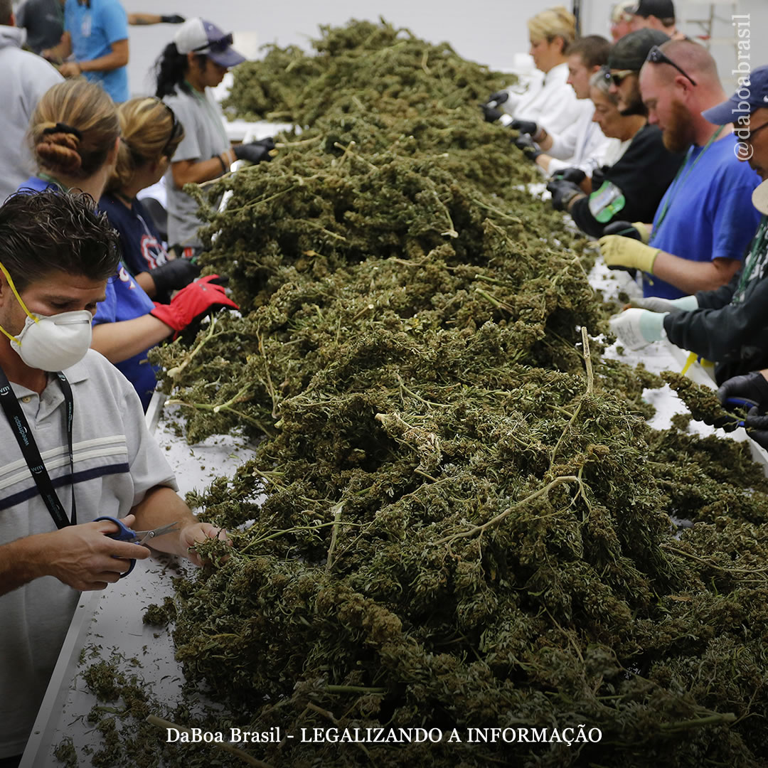EUA: Nova Jersey está realizando uma feira de empregos para preencher milhares de novas vagas na indústria da maconha