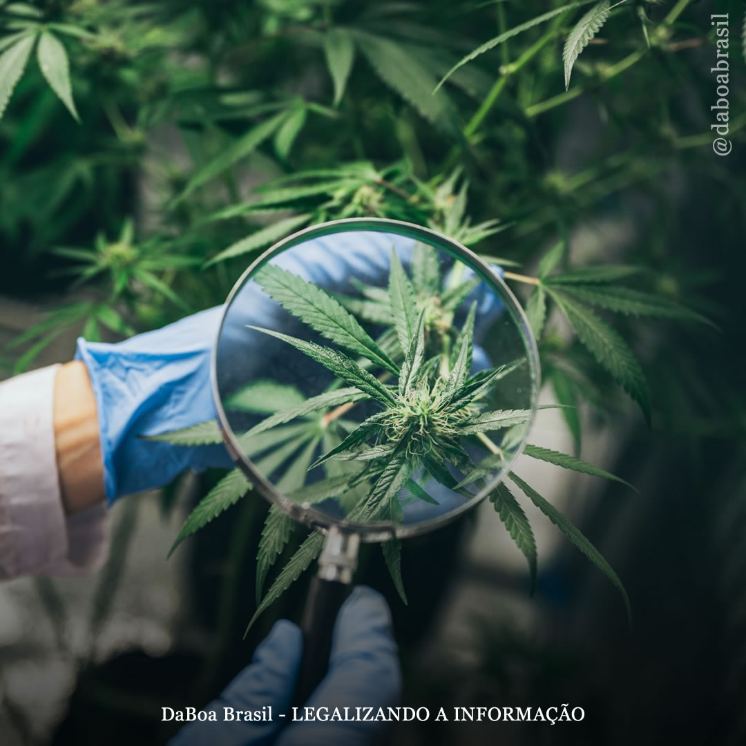 EUA promove estudos com maconha para o tratamento de câncer