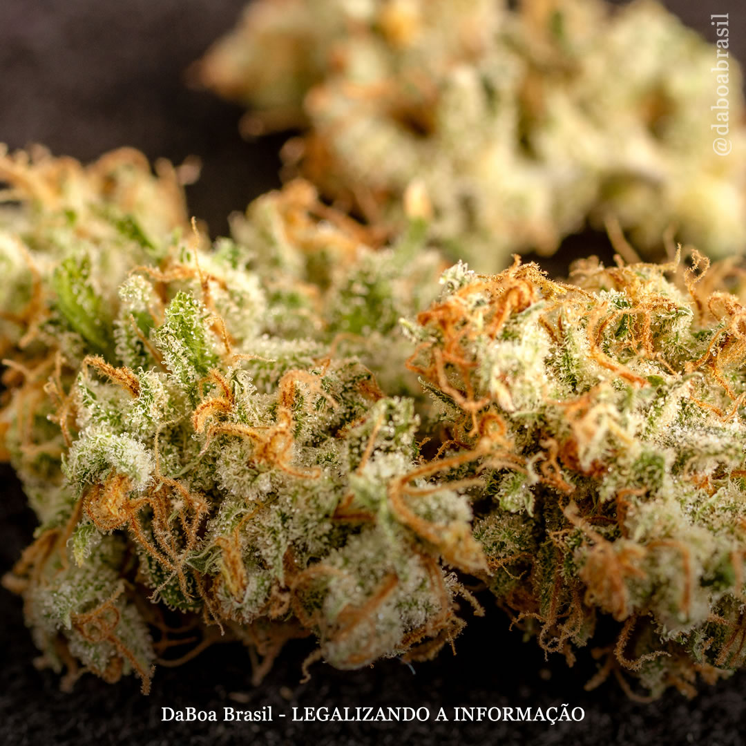 Maconha reduz a dor e a necessidade de opiáceos em pacientes com câncer, descobre estudo