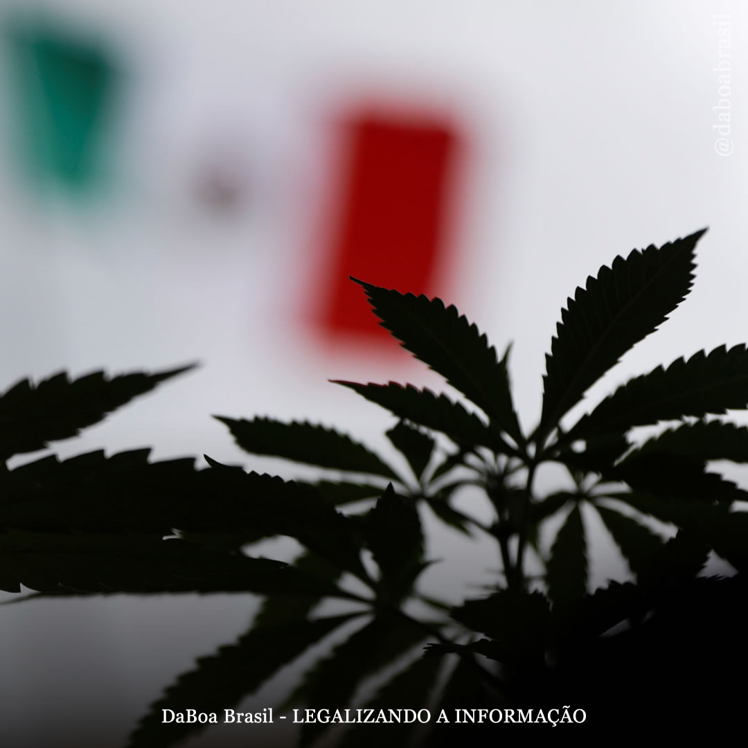 México: Suprema Corte de Justiça decide contra usuários de maconha