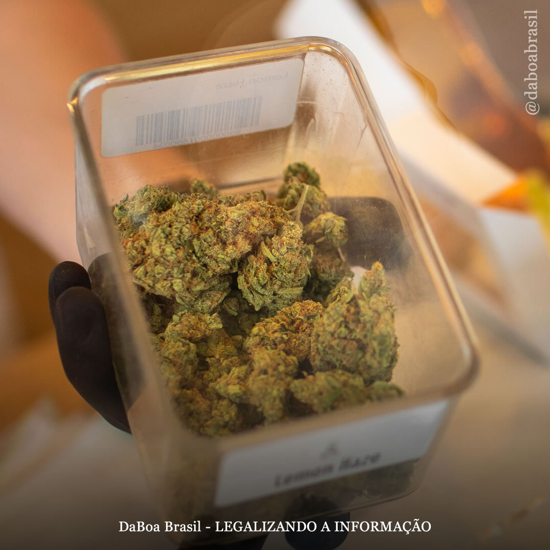 Países Baixos: grande interesse de investidores atrasa cultivos legais