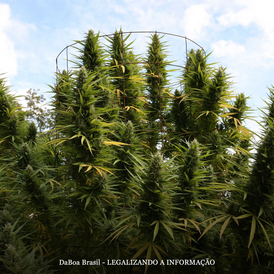 Projeto propõe legalizar hortas comunitárias de maconha em Nova York