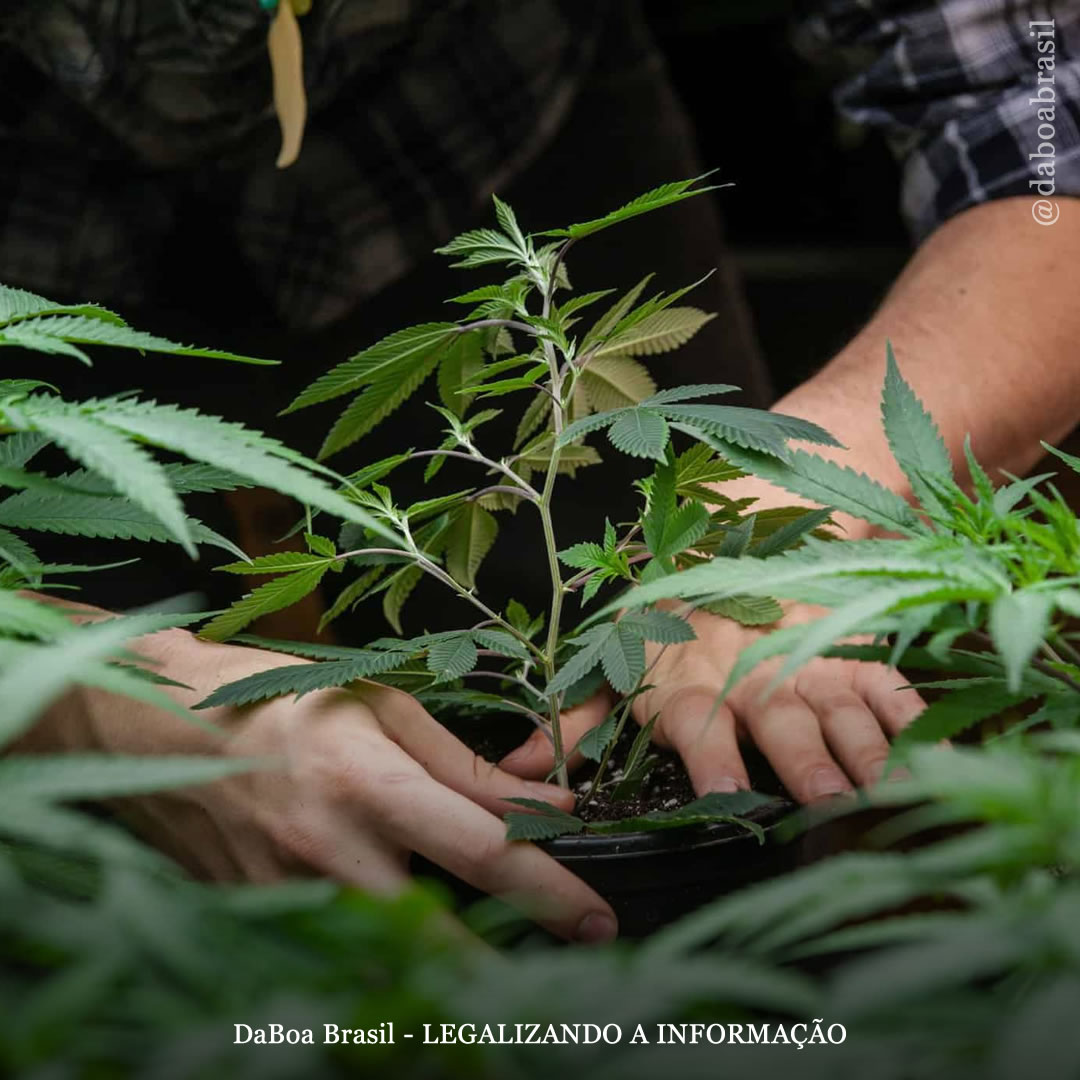 SUG 25/2020: testemunho do autor da ideia legislativa é anexado à matéria