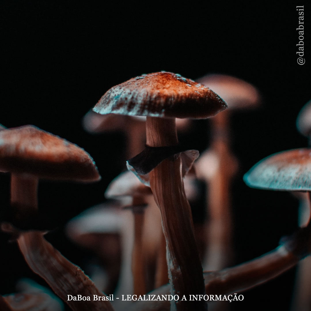 Senador canadense admite usar psilocibina para tratar depressão