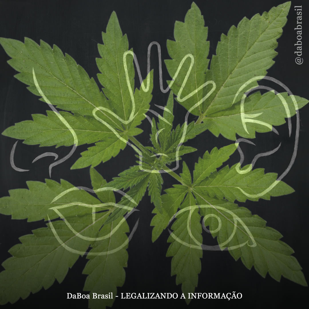 Como a maconha afeta os cinco sentidos