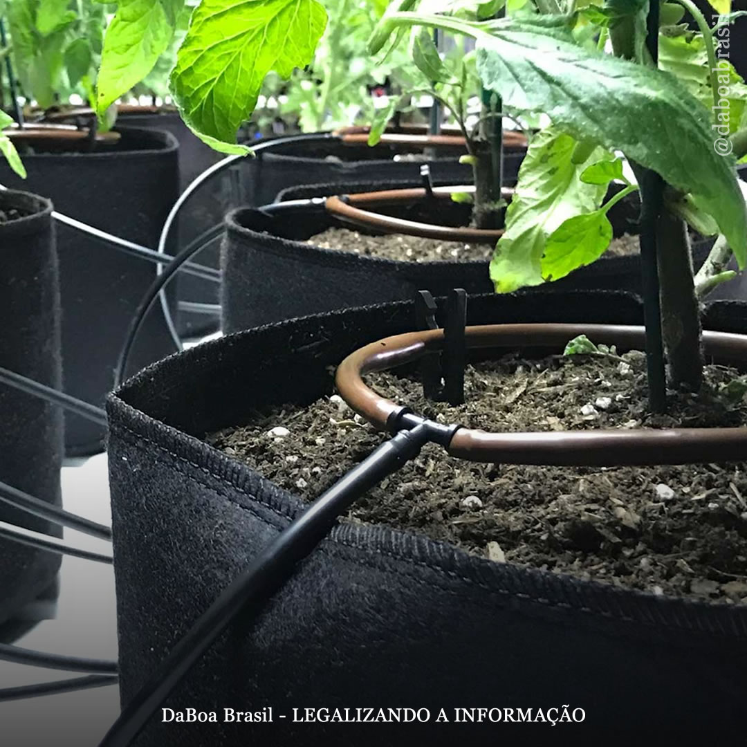 Dicas de cultivo: como fazer um sistema de irrigação por gotejamento para plantas de maconha