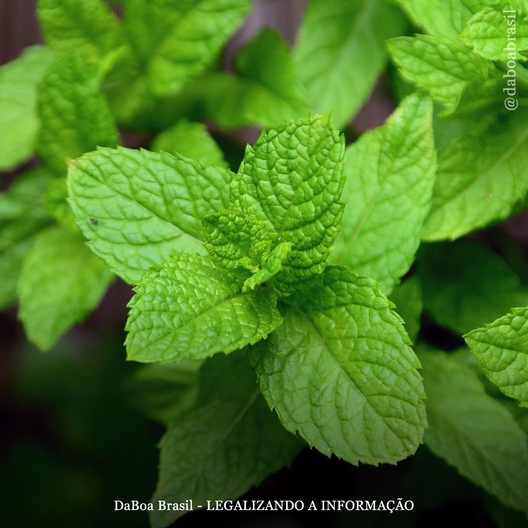 Dicas de cultivo: os benefícios do cultivo associado da hortelã com a maconha