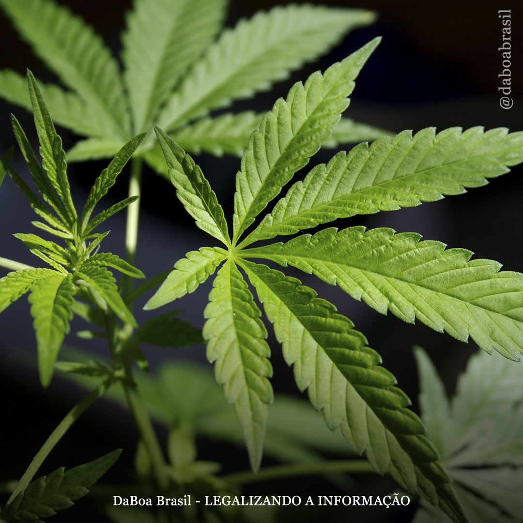 Dicas de cultivo: passos a seguir para fazer uma planta-mãe de maconha