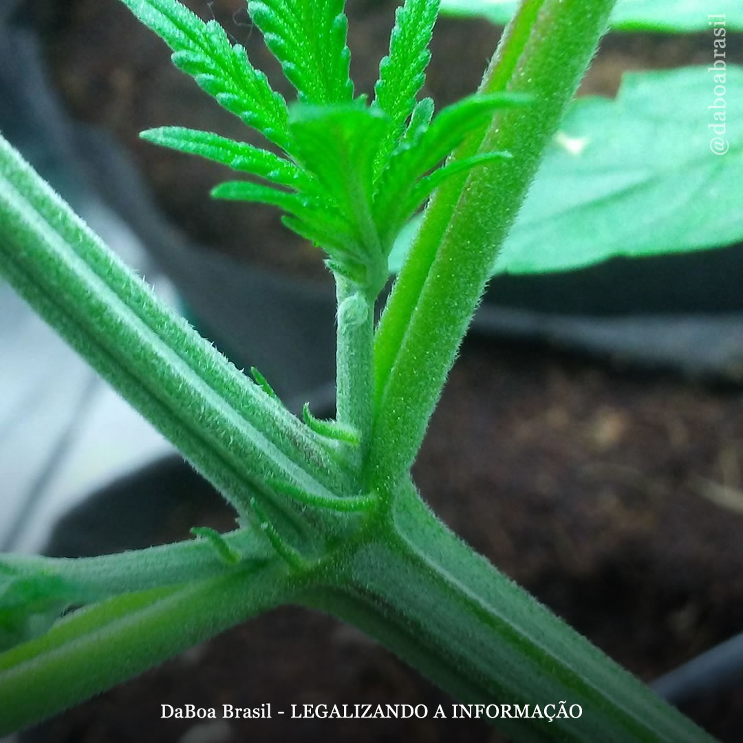 Dicas de cultivo: tudo o que você precisa saber sobre a pré-floração (fase de transição)