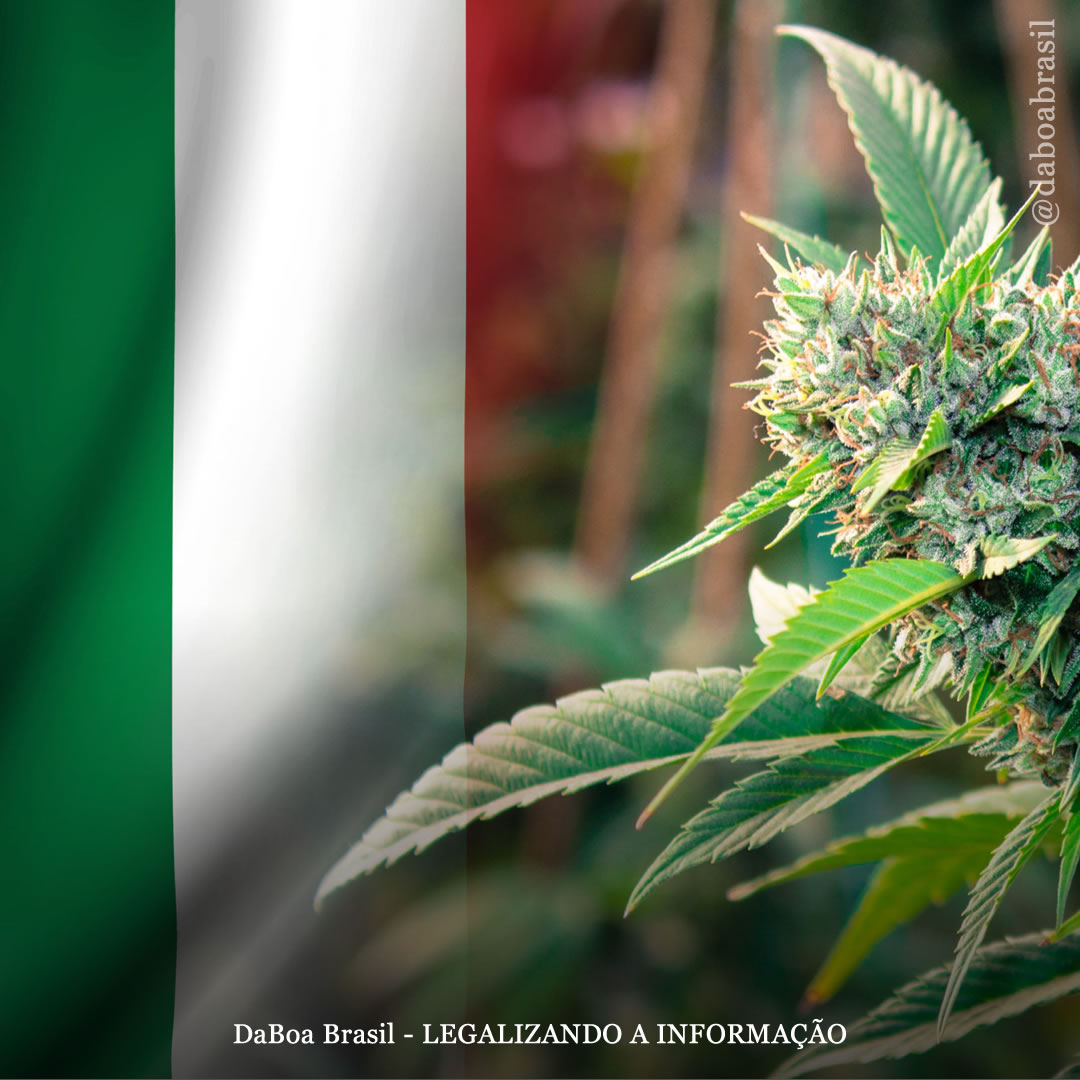 Itália: autocultivo de maconha para uso adulto chega ao parlamento