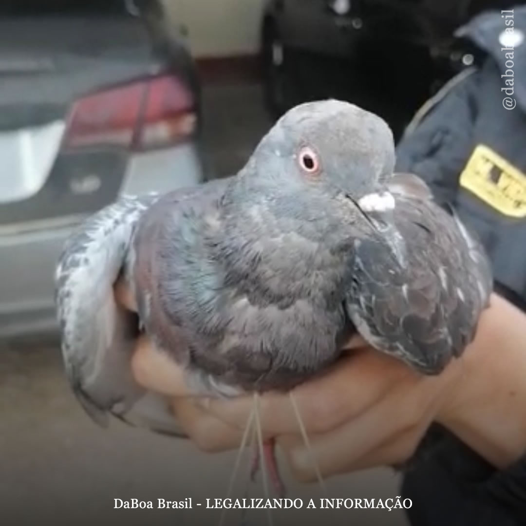 Peru: funcionários de uma prisão interceptam um pombo-correio carregado com maconha