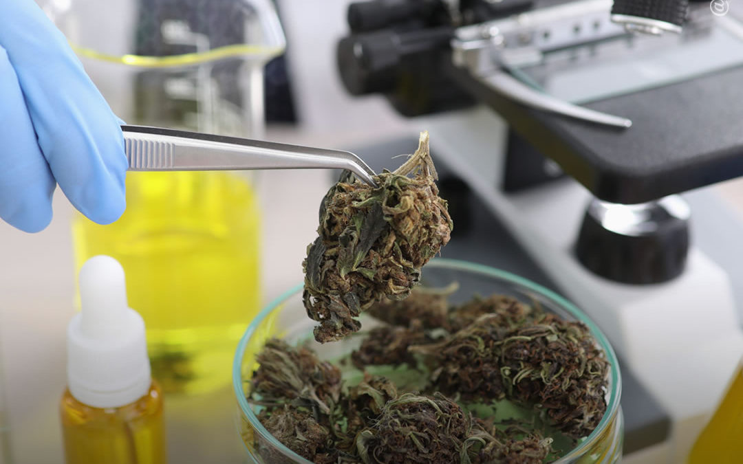 Pesquisa sobre maconha “explodiu” nos últimos anos, apesar das barreiras causadas pela proibição, diz estudo