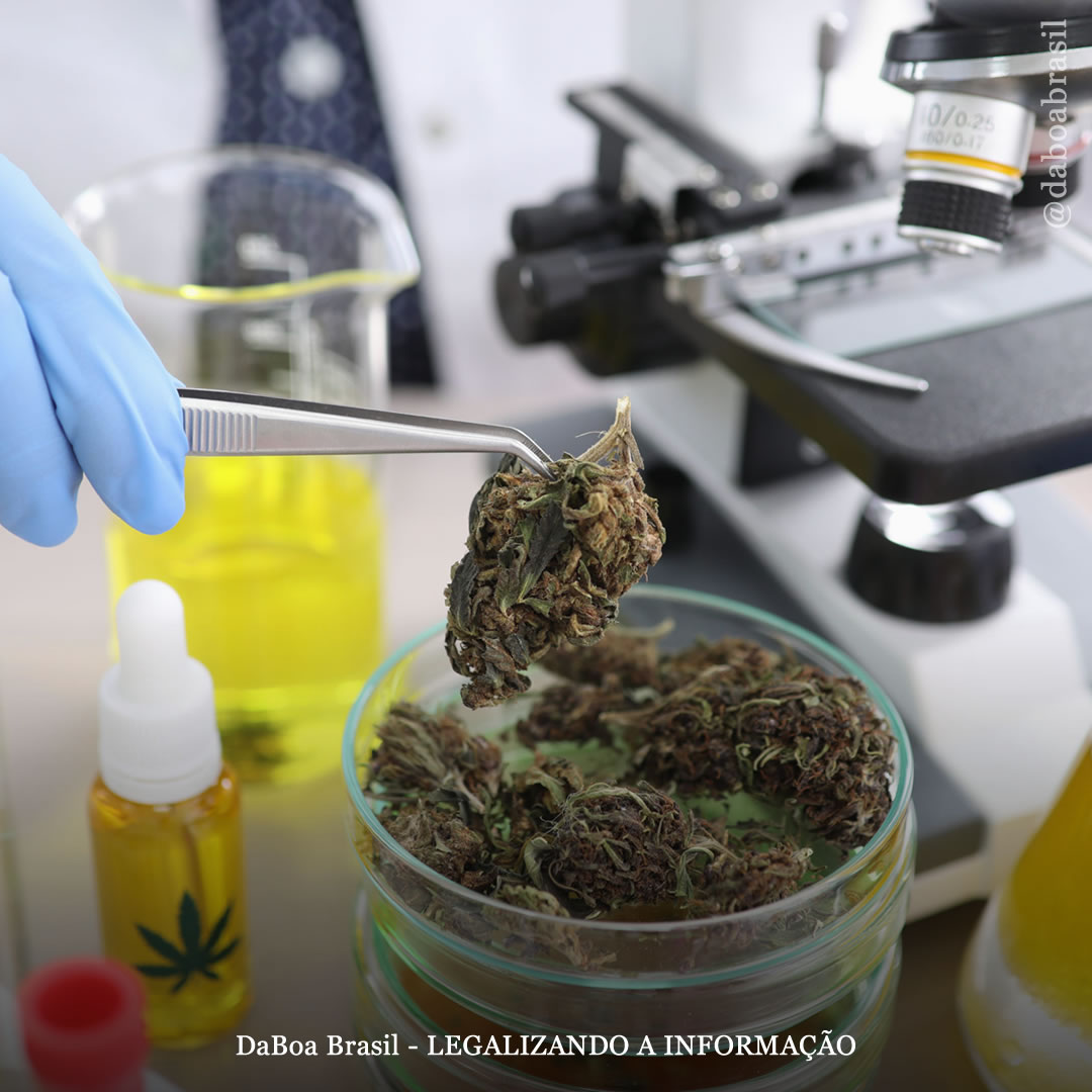 Pesquisa sobre maconha “explodiu” nos últimos anos, apesar das barreiras causadas pela proibição, diz estudo