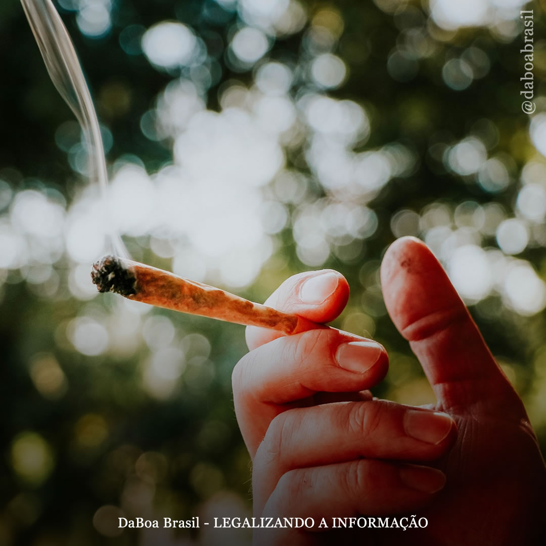 Uso semanal de maconha não tem impacto negativo na saúde, diz estudo