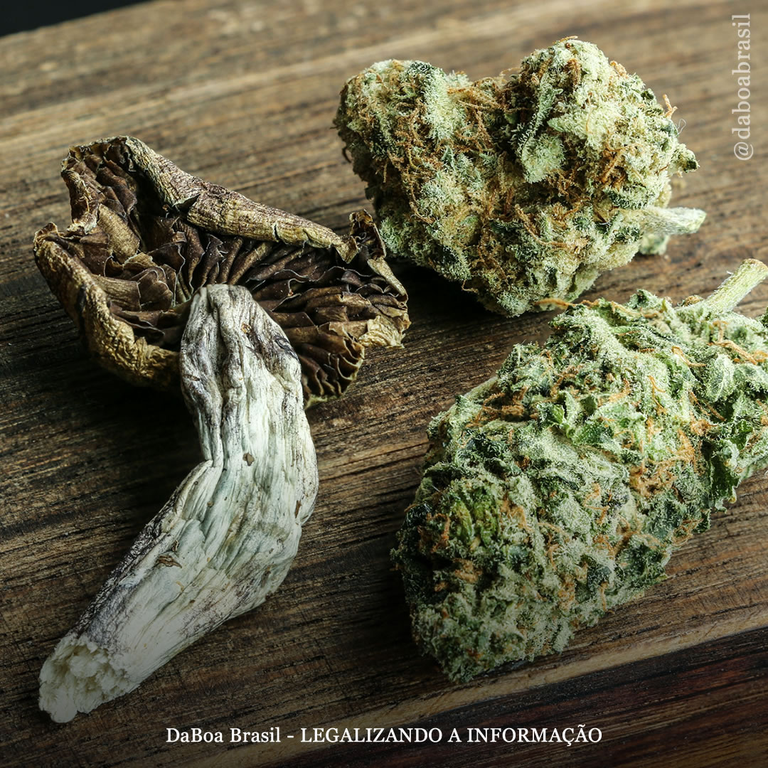A maconha e os cogumelos mágicos podem ser misturados?