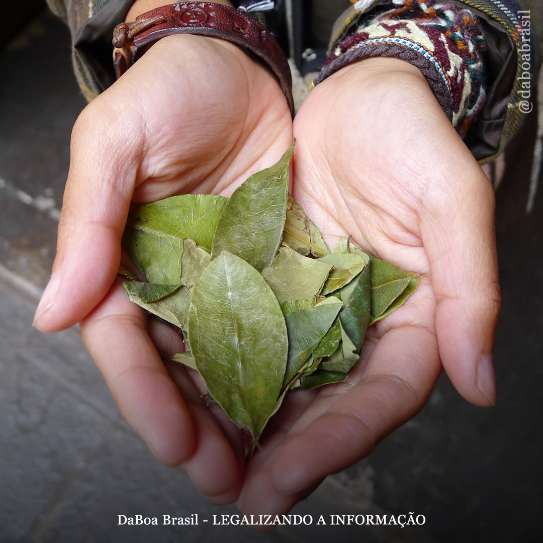 Colômbia: Congressistas anunciam lei para regular coca, cogumelos e papoula