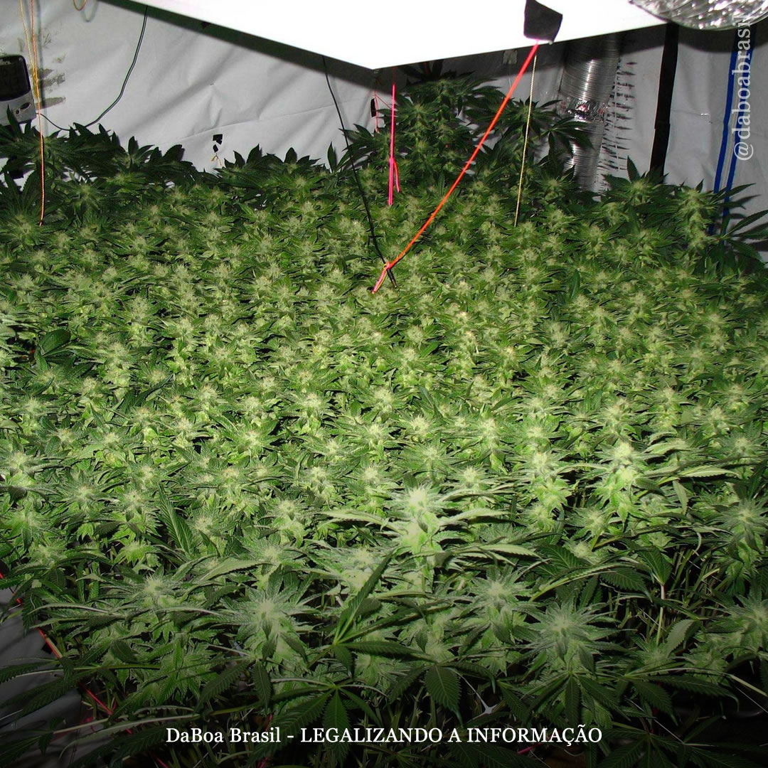 Dicas de cultivo: as chaves para a melhor colheita utilizando a técnica SCROG