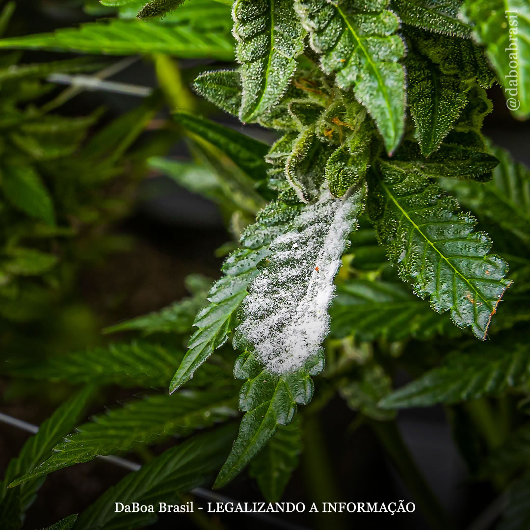 Dicas de cultivo: como evitar o ataque de fungos no cultivo indoor