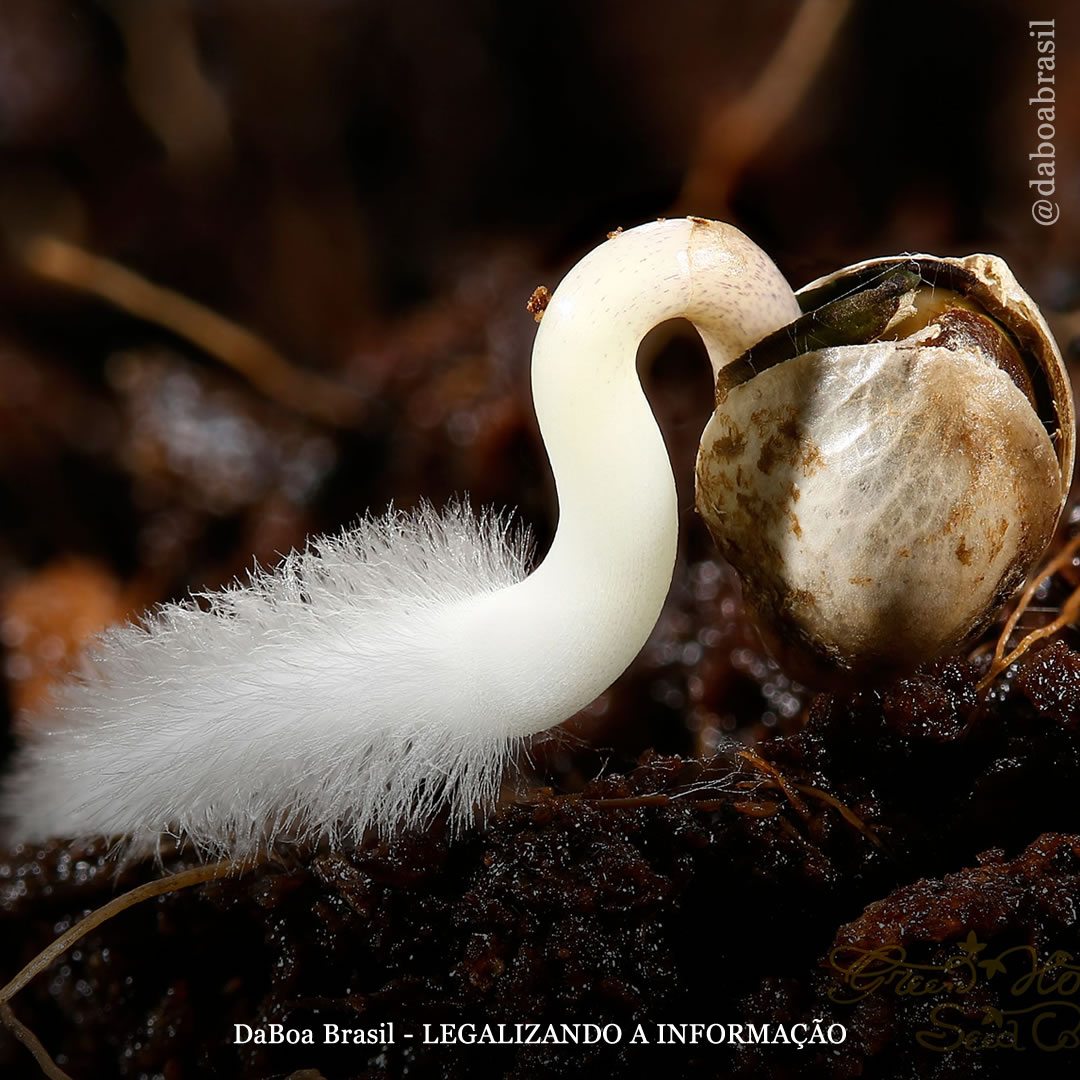 Dicas de cultivo: como germinar sementes de maconha