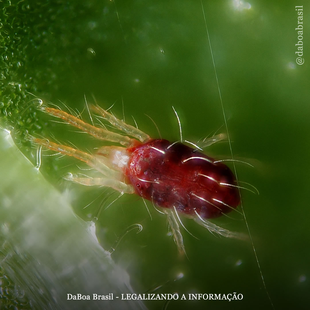 Dicas de cultivo: como prevenir e eliminar o ácaro vermelho na suas plantas de maconha