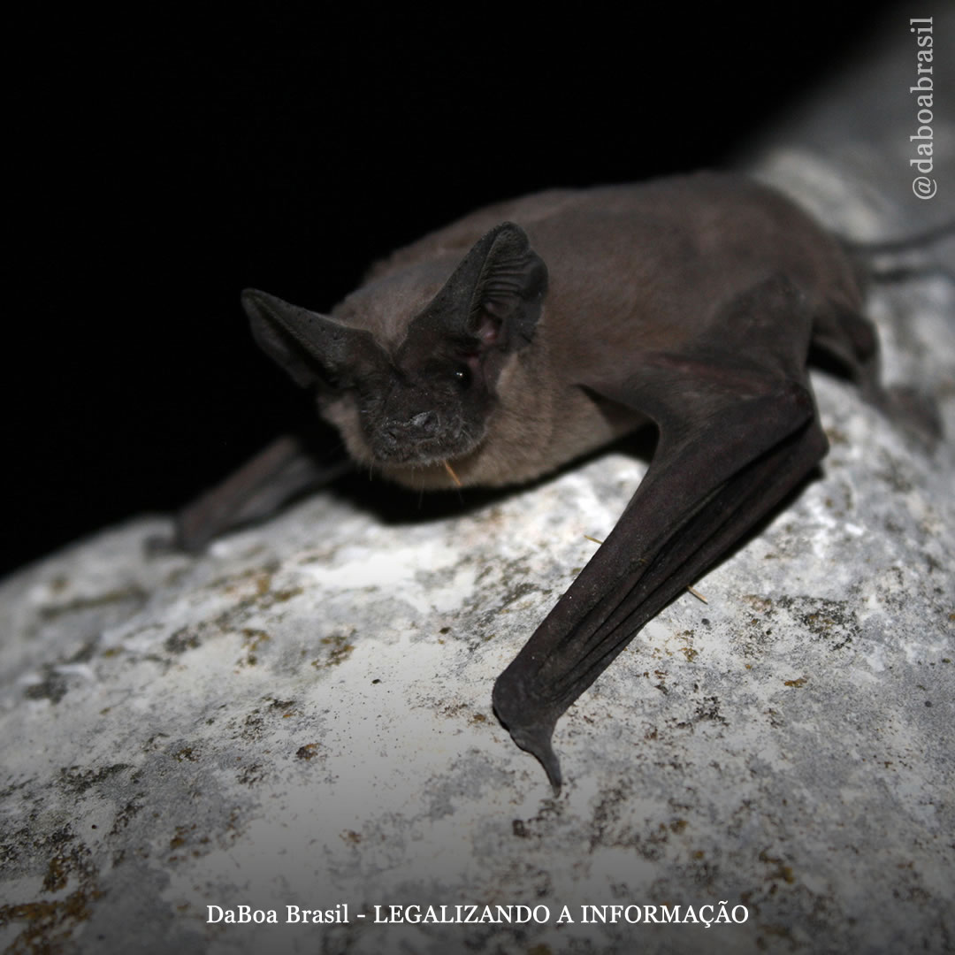 Dicas de cultivo: guano de morcego, um dos fertilizantes mais utilizados