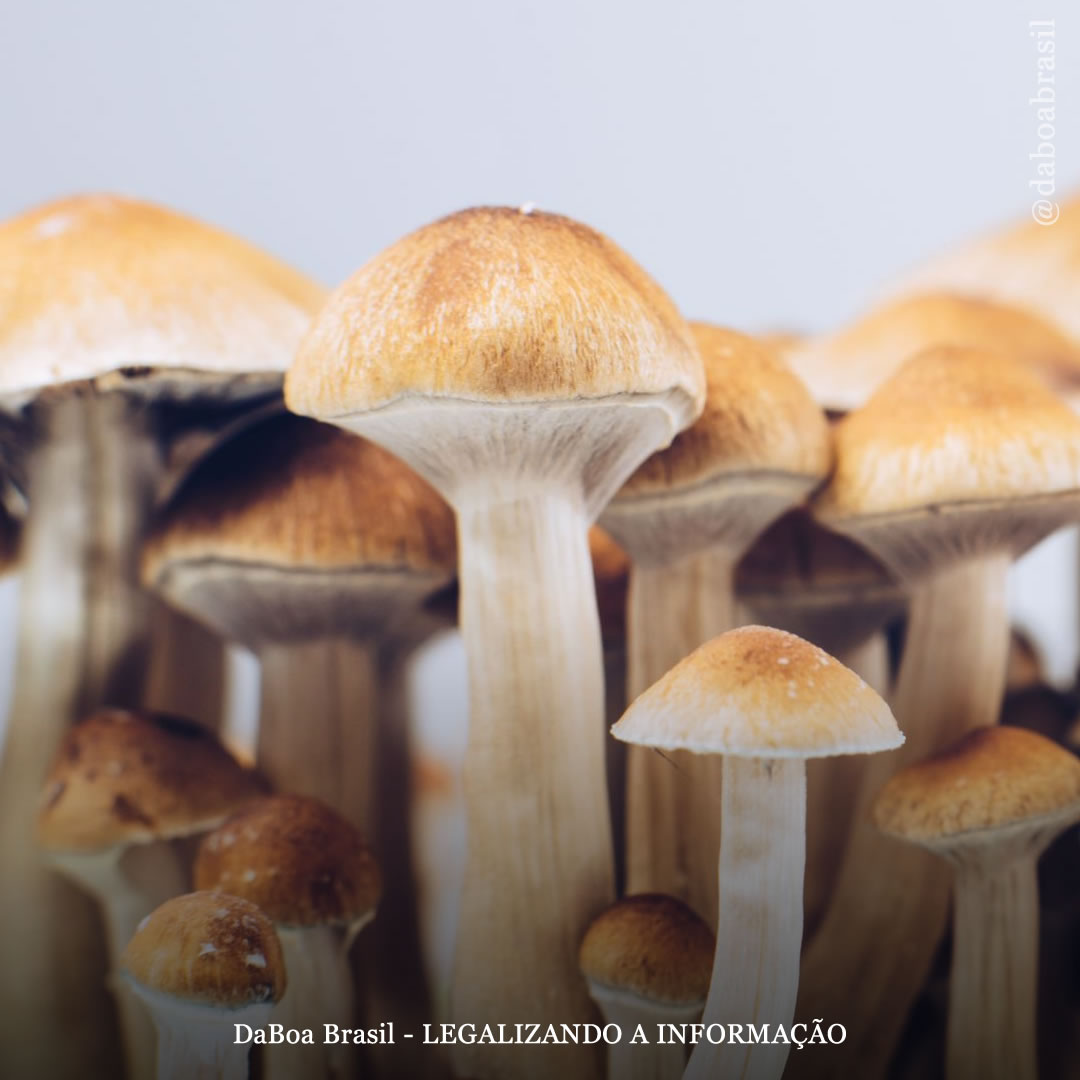 EUA: Colorado votará pela legalização de psicodélicos em novembro