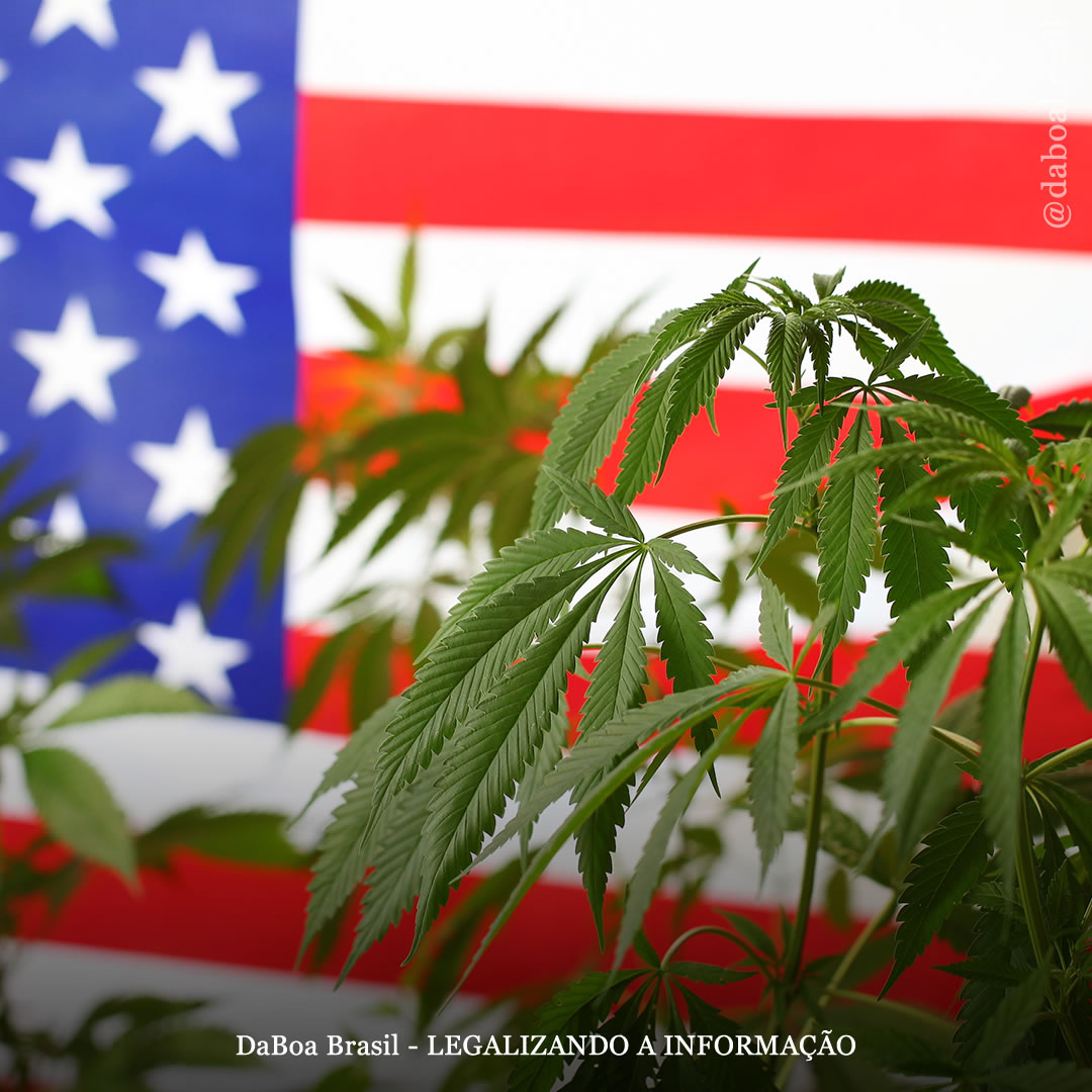 EUA: projeto de lei para legalizar a maconha e promover a equidade social é apresentado no Senado
