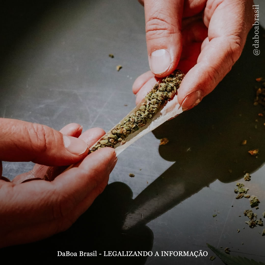 Maconha não prejudica as notas dos estudantes universitários, a menos que seja combinada com outras drogas, diz estudo